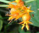 Parasitic wasp on a flower